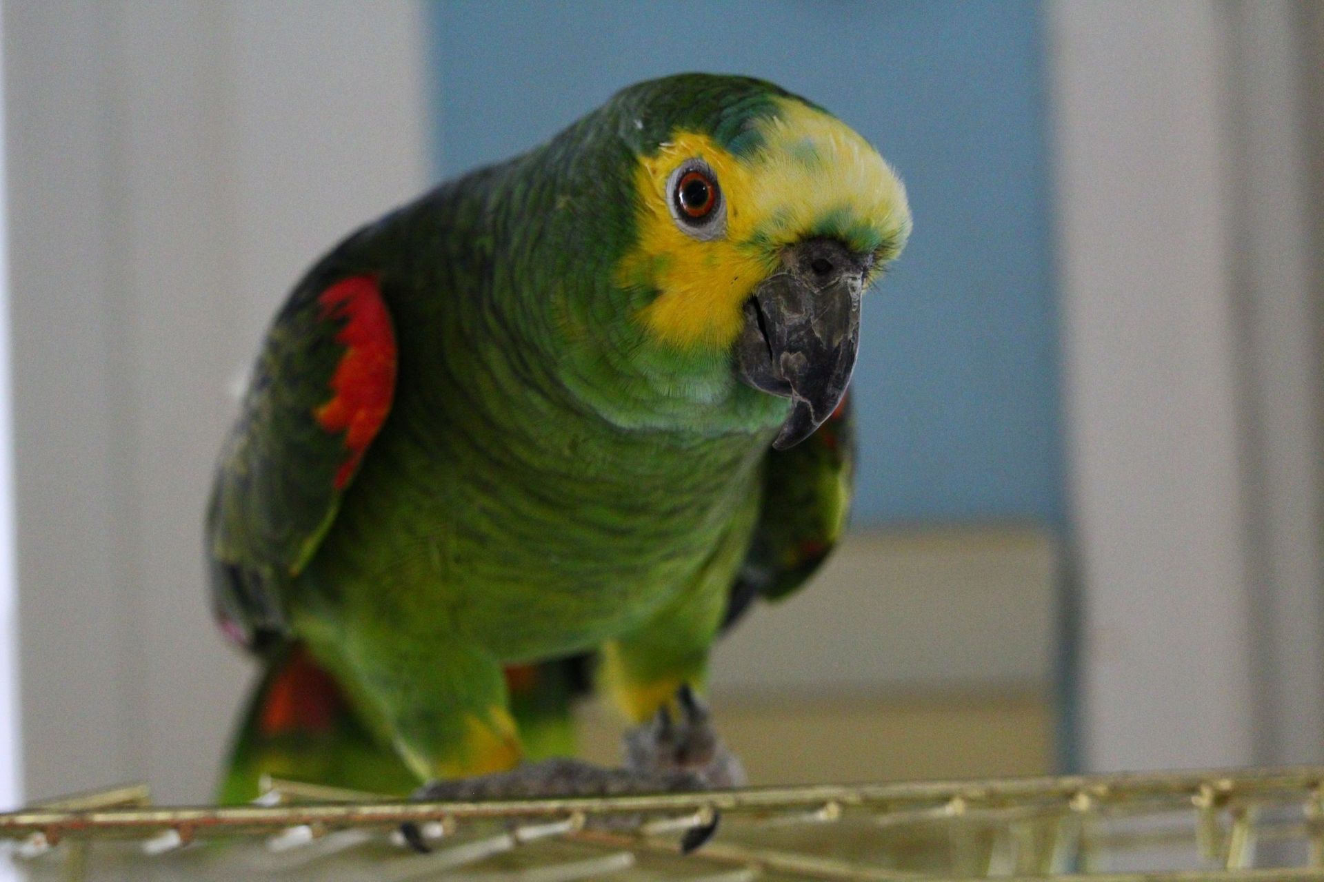 Soins et chirurgie pour animaux de compagnie - Cabinet vétérinaire des Tuileries