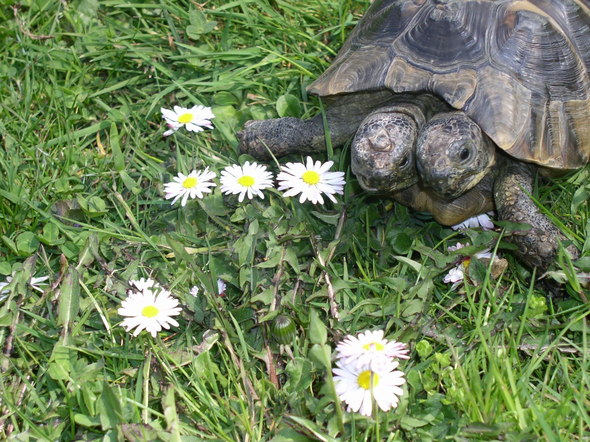 Soins et chirurgie pour animaux de compagnie - Cabinet vétérinaire des Tuileries