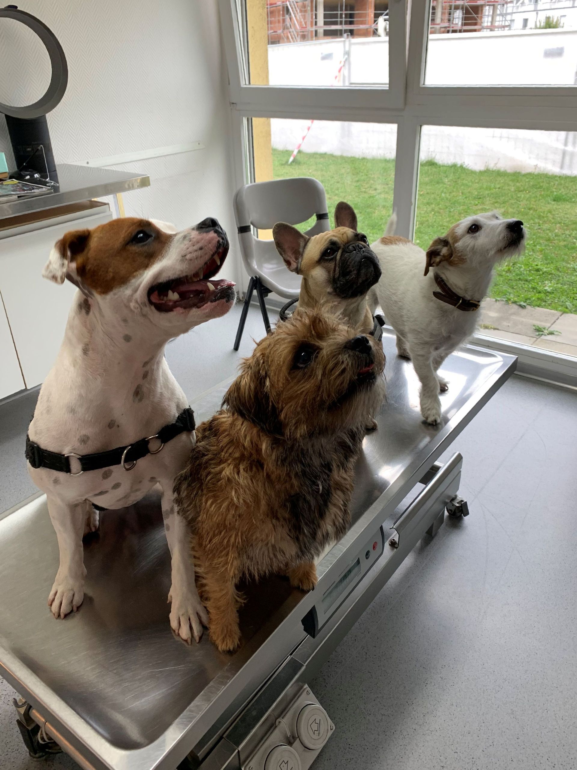 Soins et chirurgie pour animaux de compagnie - Cabinet vétérinaire des Tuileries