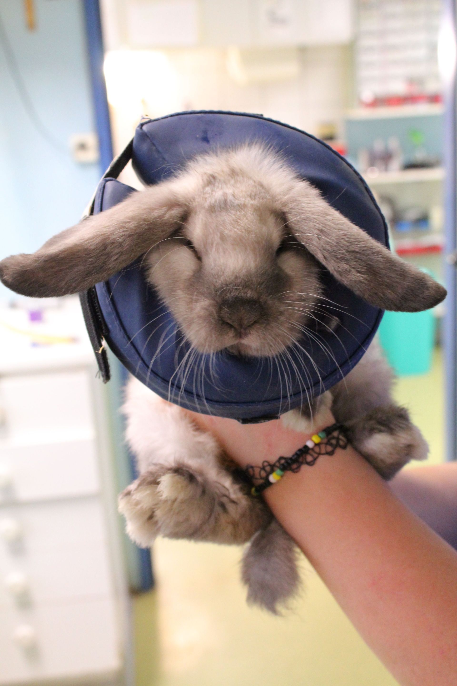 Soins et chirurgie pour animaux de compagnie - Cabinet vétérinaire des Tuileries