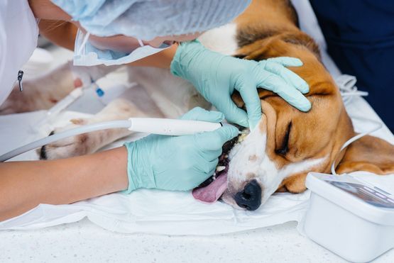 Hygiène dentaire chez le chien - Clinique Vétérinaire de la Gare