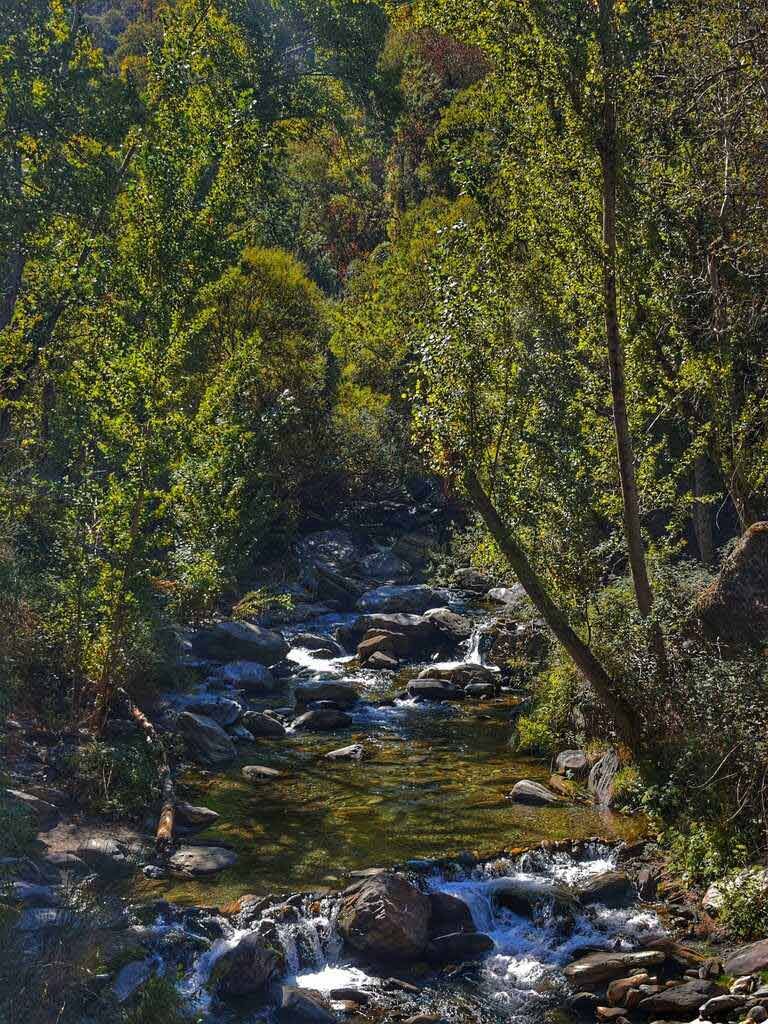 Un arroyo bordeado de árboles con agua cristalina que fluye sobre las rocas. La luz del sol se filtra entre el agua y las hojas.