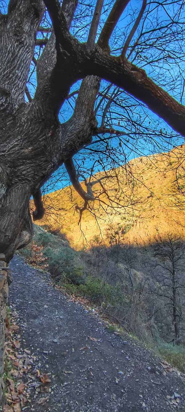 Un sendero serpentea junto a un gran árbol de ramas desnudas, conduciendo hacia una ladera soleada bajo un cielo azul.