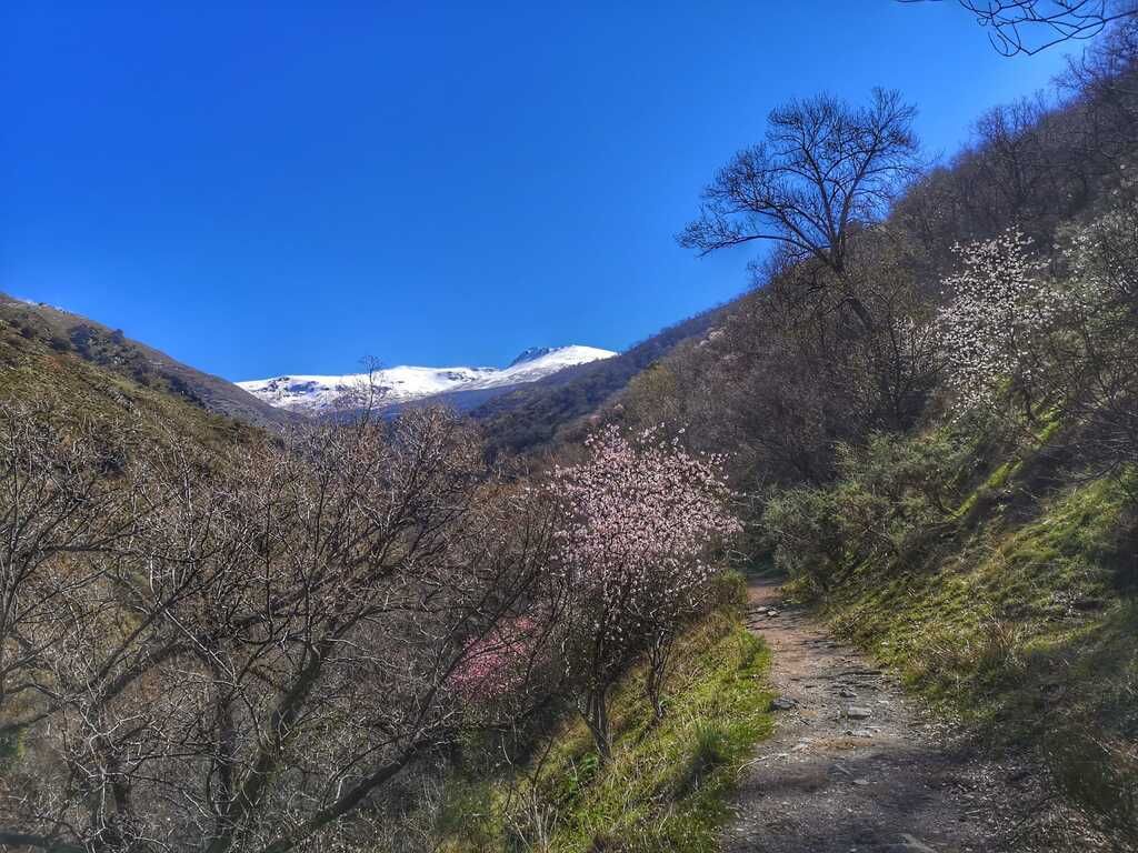 Un sendero de senderismo serpentea a través de un valle de montaña con picos nevados en la distancia; cielo azul.