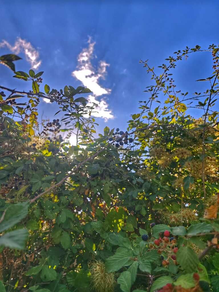 El cielo azul se asoma entre el exuberante follaje verde; la luz del sol se filtra entre las hojas.