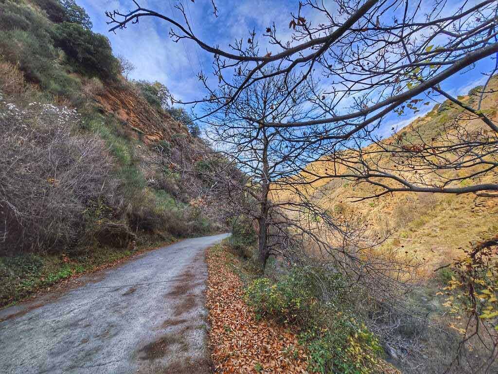 La carretera serpentea a través de un cañón, con colinas pardas y cielo azul en lo alto, y ramas desnudas en primer plano.