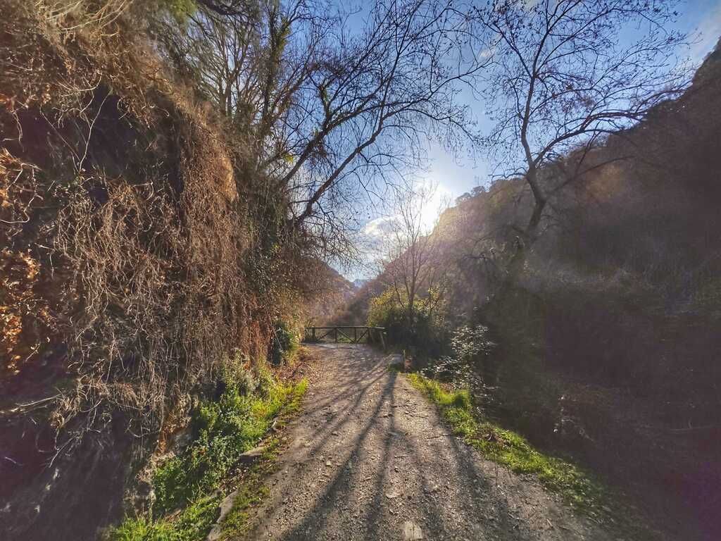 Sendero de tierra que atraviesa un cañón con el sol brillando intensamente entre los árboles.