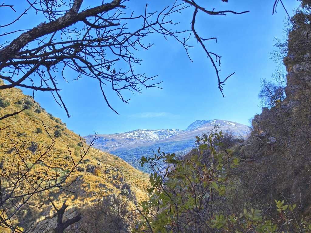 Vista de una cordillera cubierta de nieve a través de un cañón, enmarcada por árboles y un cielo azul brillante.