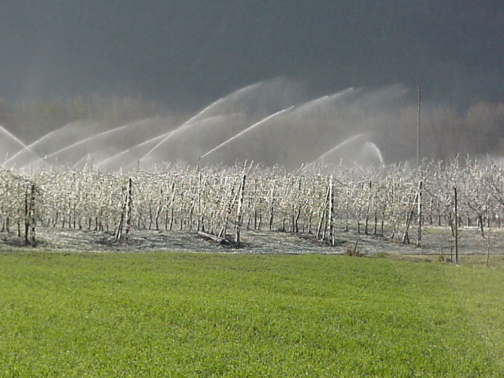 Un champ d'arbres est arrosé avec des arroseurs