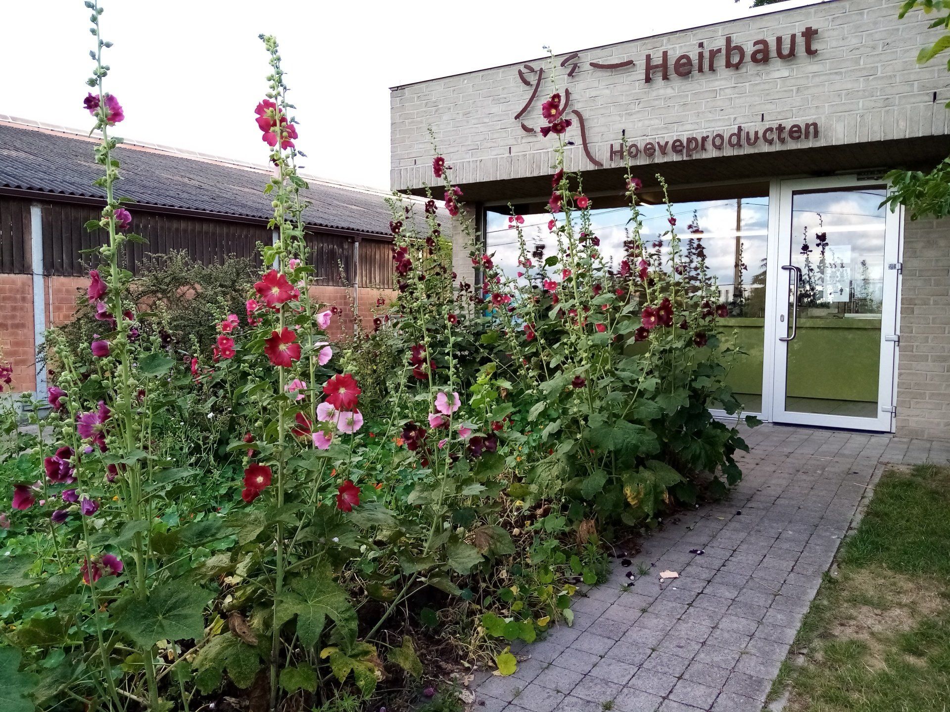 de stokrozen bloeien uitbundig en heten u welkom