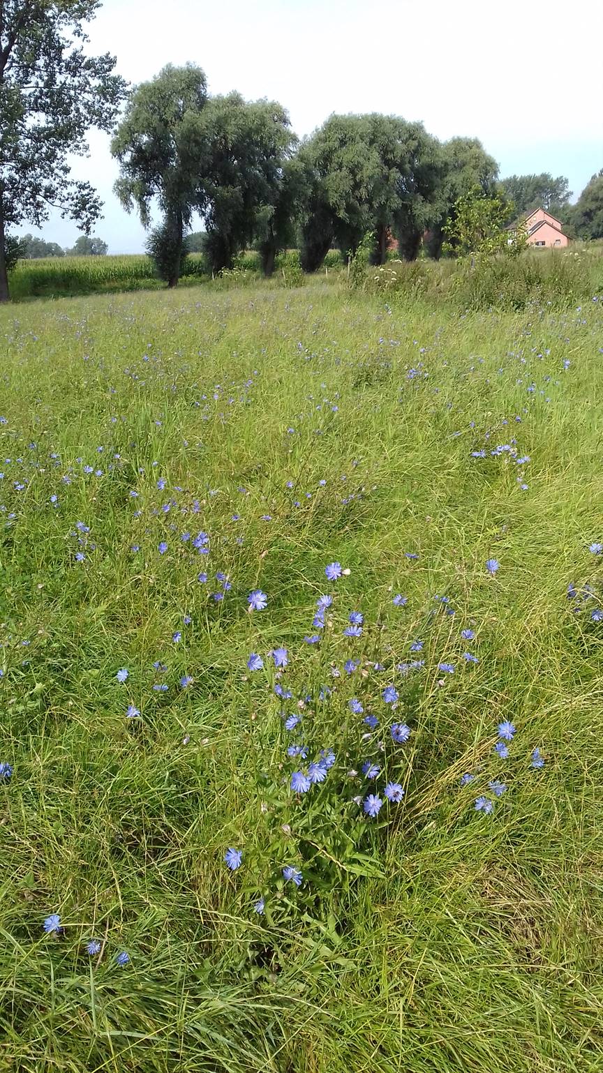 cichorei in bloei op een akker aan de barbierbeek in Kruibeke