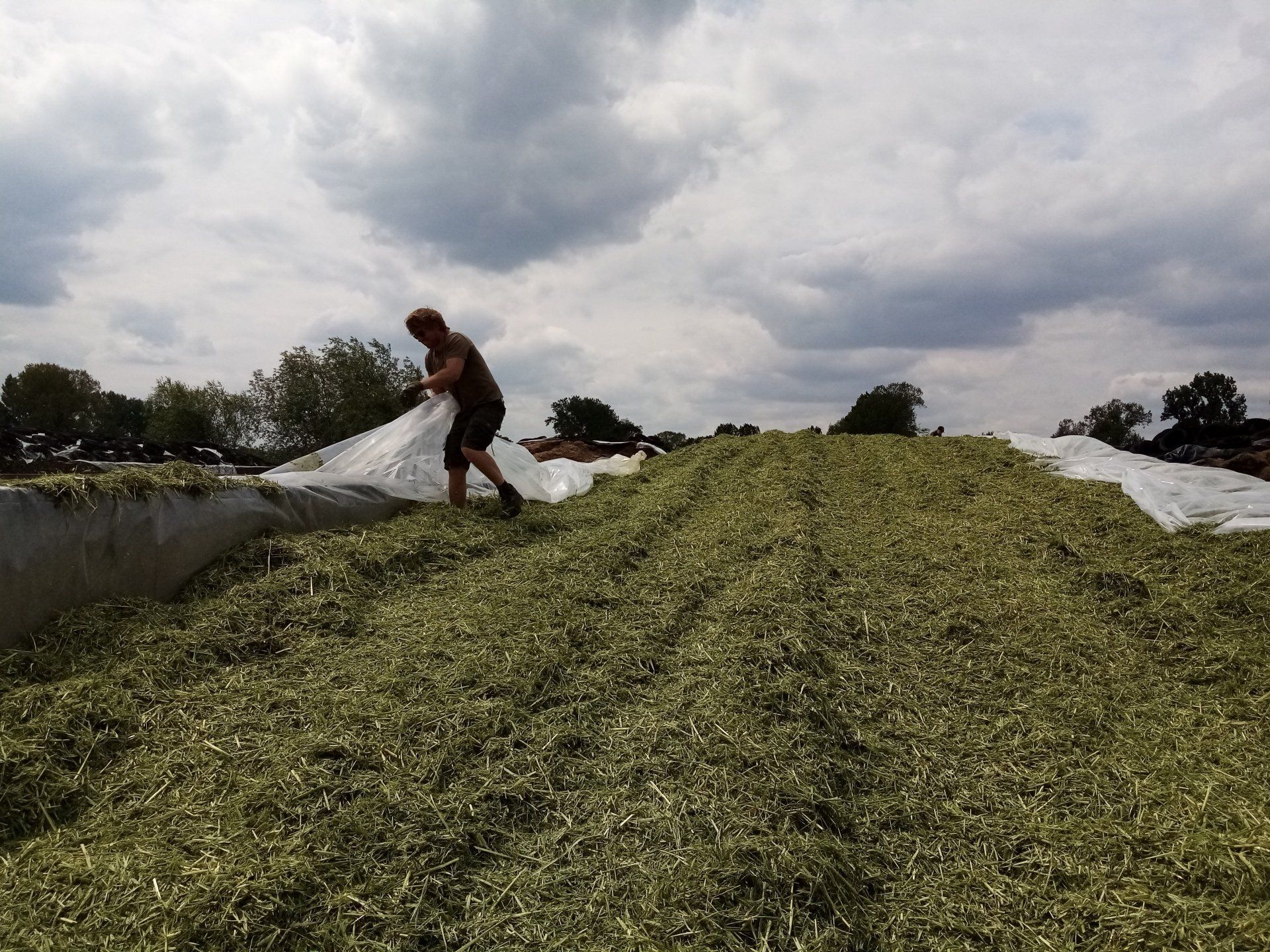 inkuilen van de oogst in een sleufsilo