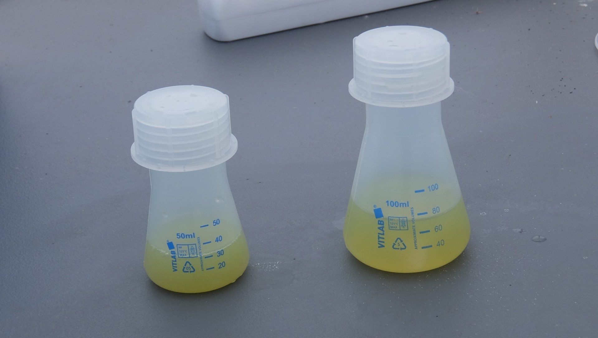 starten met de kweek van een nieuwe algenstam