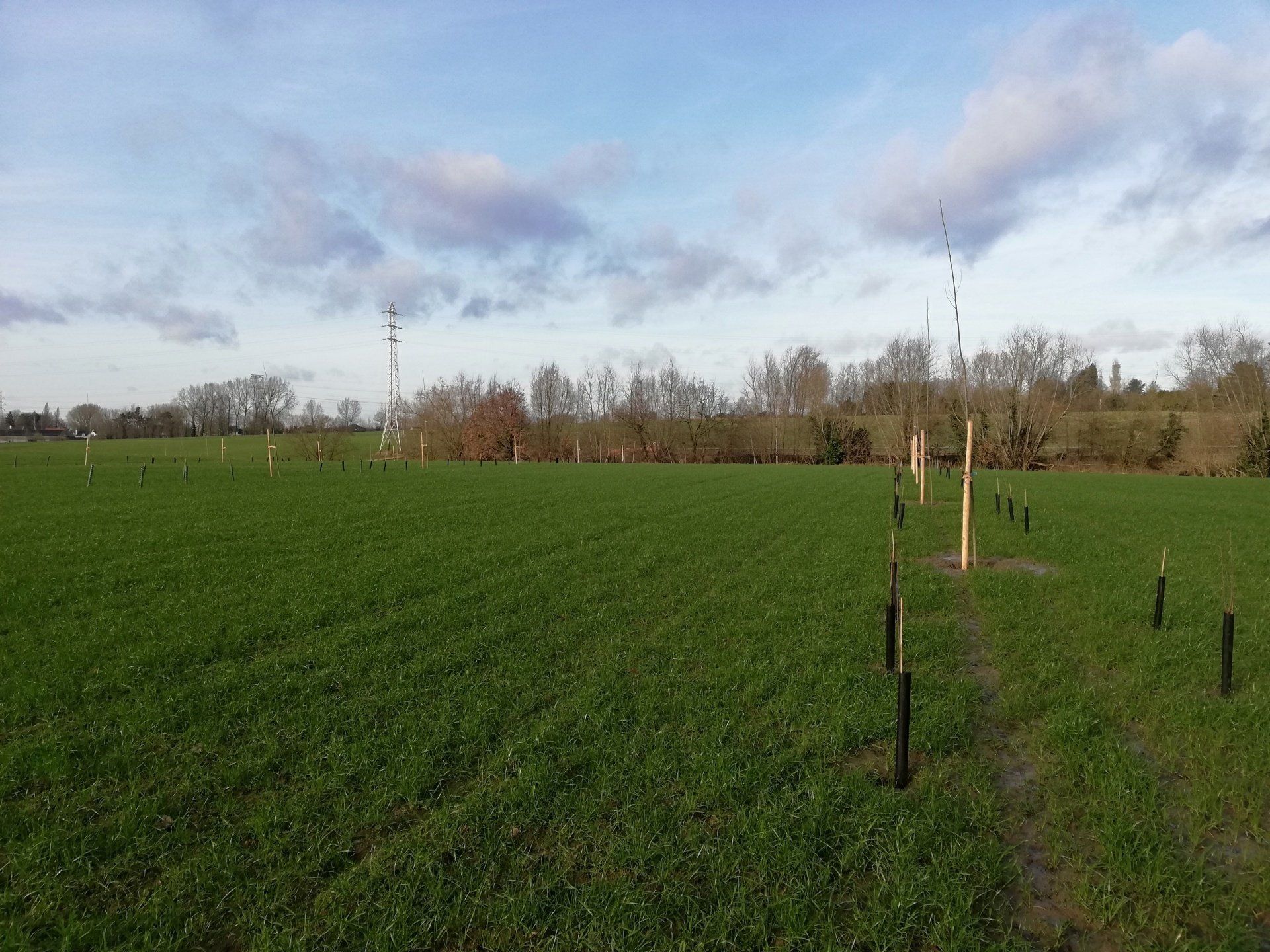 Op dit perceel nabij de N16 wordt aan boslandbouw of AgroForestry gedaan er wordt alley cropping toegepast