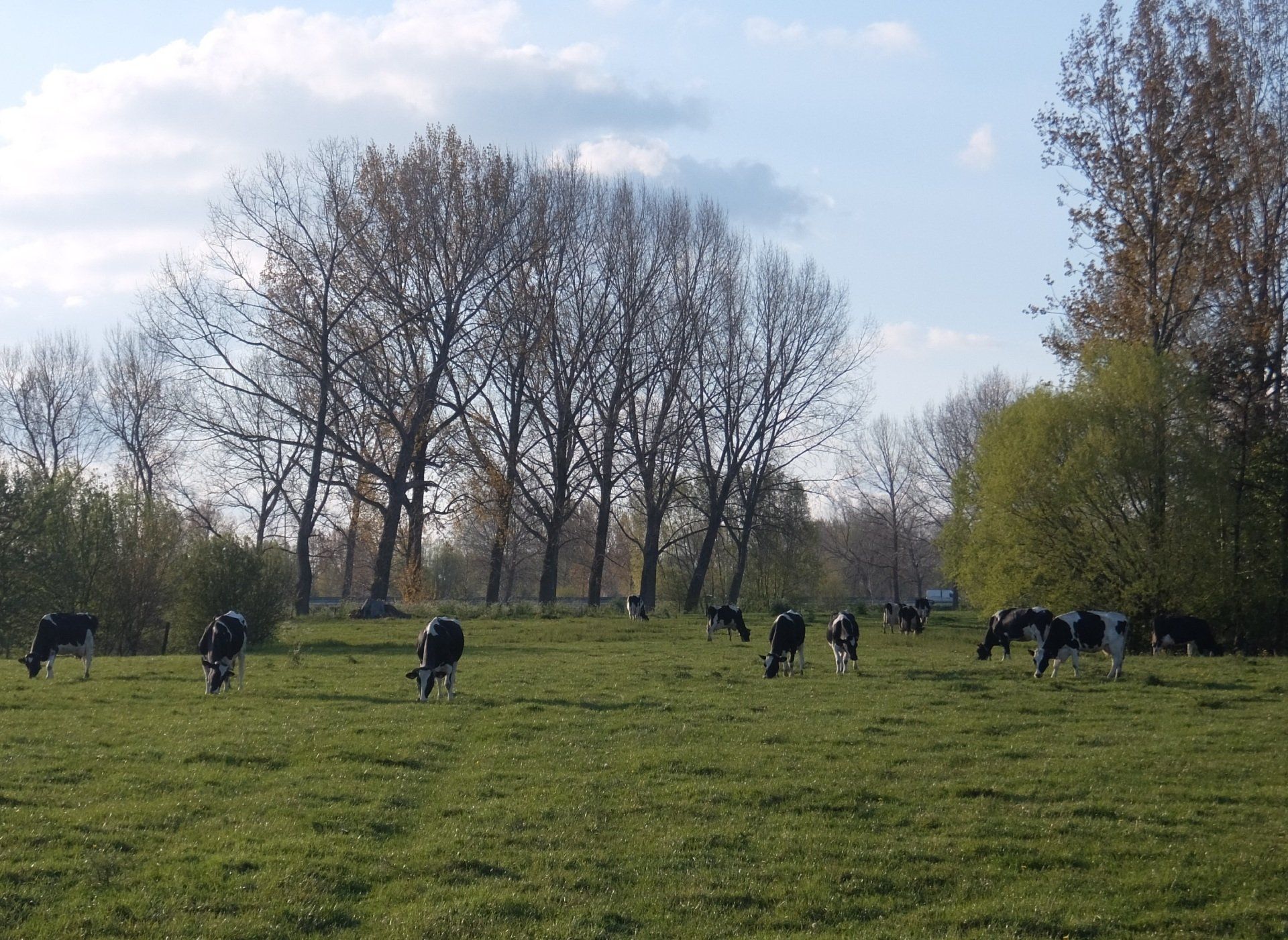 koeien grazen in een wei met bomen rond