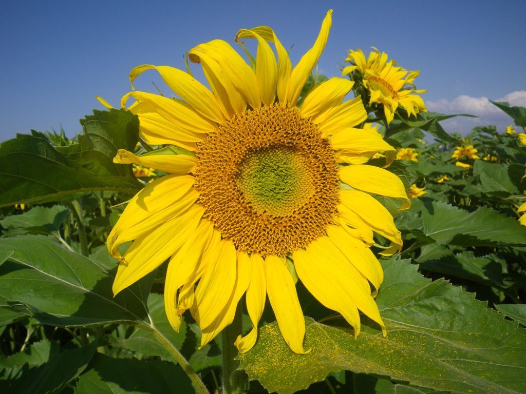 Sonnenblume - Miteinander wandern