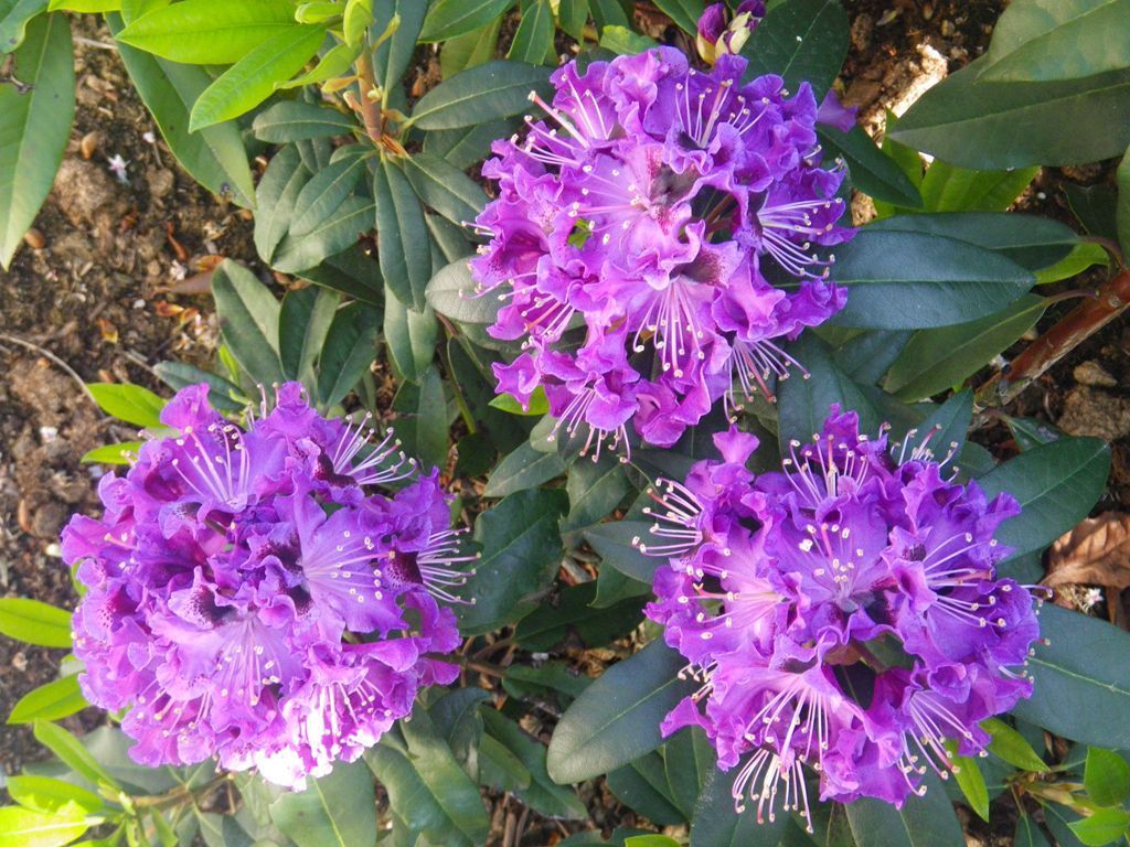 Flora - Miteinander wandern