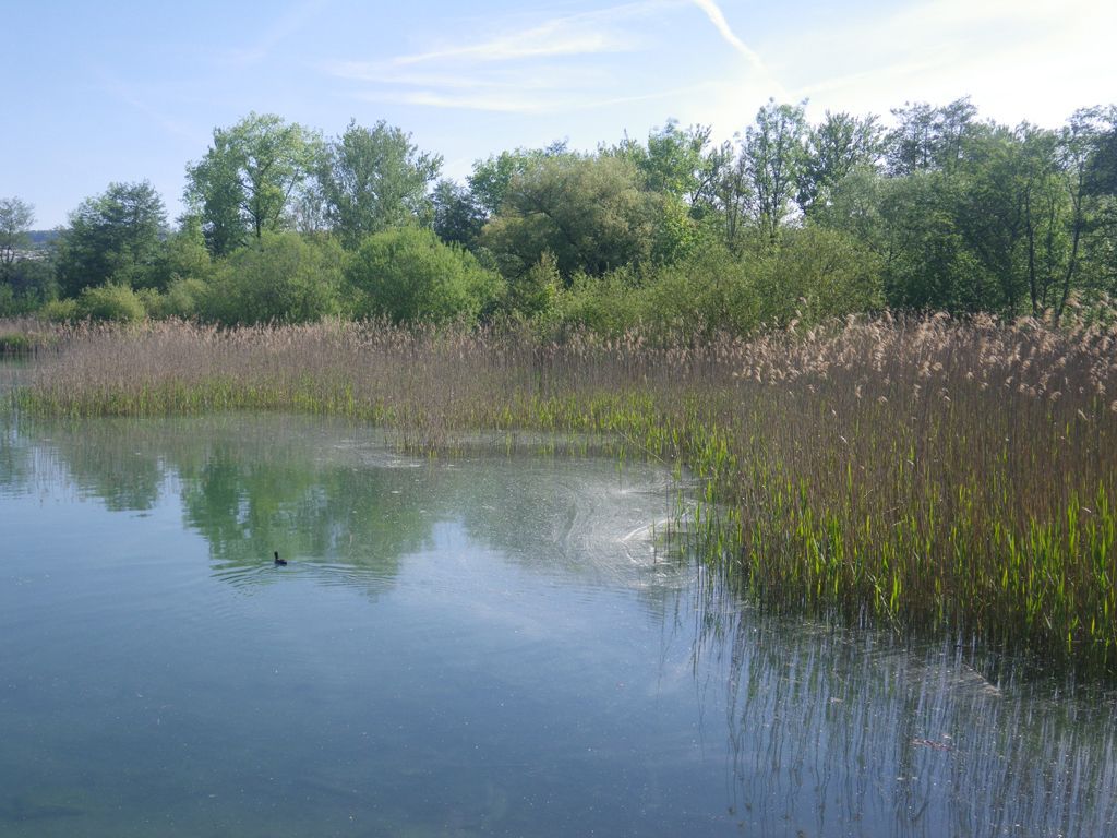 Schilf - Miteinander wandern