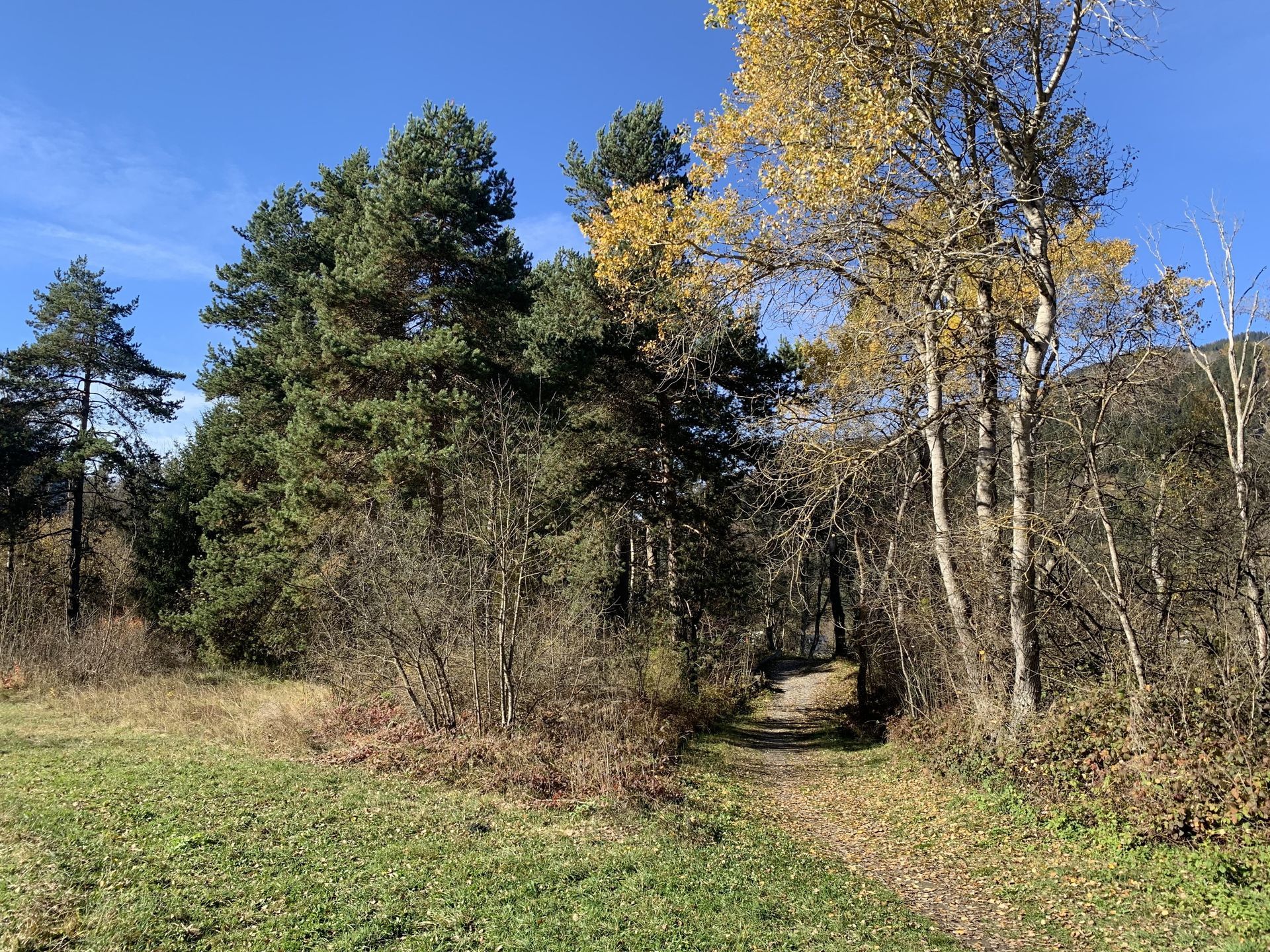 Hochstamm-Obstgarten bei Kradolf an der Sitter