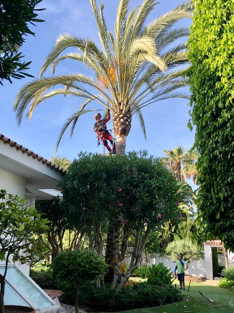 Un hombre está trepando una palmera frente a una casa.