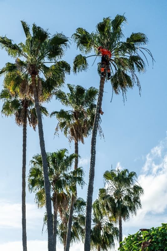 Un hombre está trepando una palmera con una motosierra.