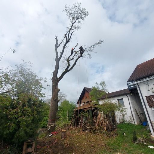Están talando un árbol delante de una casa.