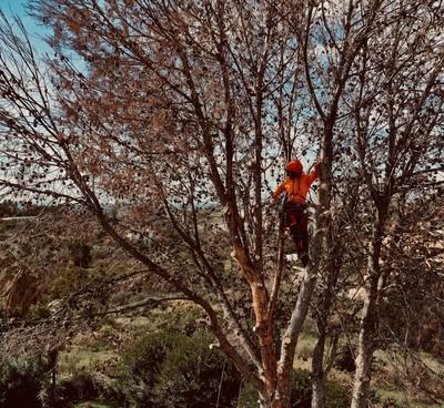 Un hombre está trepando un árbol con una motosierra.