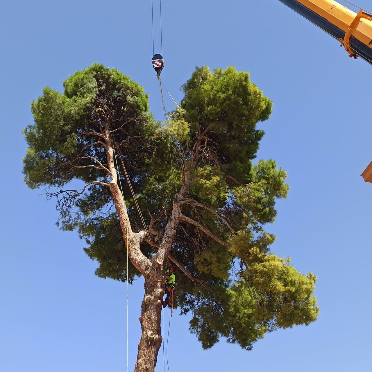 Una grúa está levantando un árbol en el aire