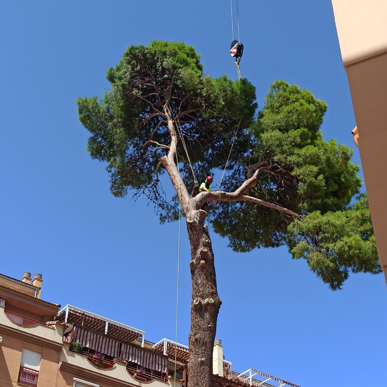 Están talando un árbol frente a un edificio que tiene la palabra Antonio.