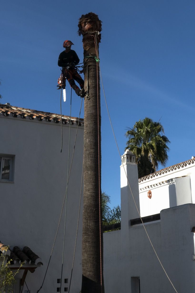 Un hombre está trepando una palmera frente a un edificio blanco.