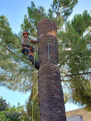 Un hombre está trepando un árbol con una motosierra.
