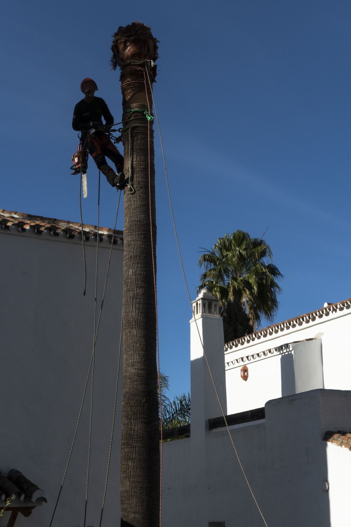 Un hombre está trepando una palmera frente a un edificio blanco.
