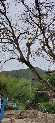 Un hombre está trepando un árbol con una motosierra.