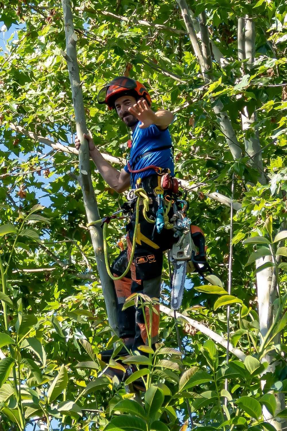 Un hombre está trepando un árbol con una motosierra.