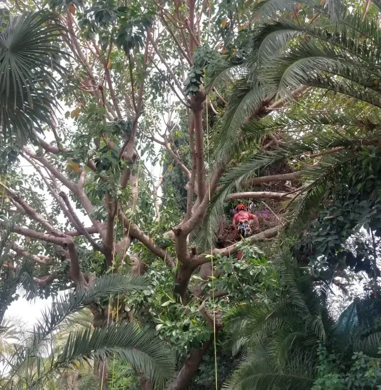 Un hombre está trepando a un árbol en la jungla.