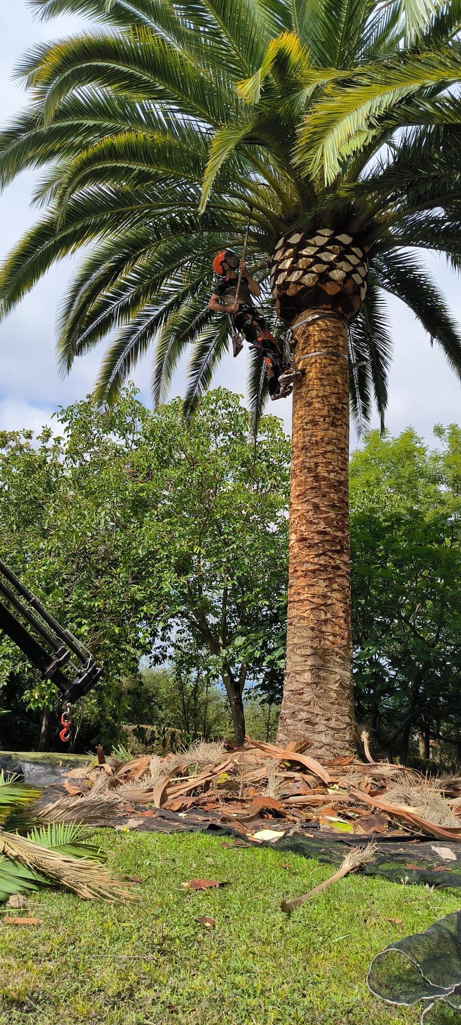 En un patio se está talando una palmera.