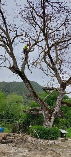 Un hombre está trepando un árbol con una motosierra.