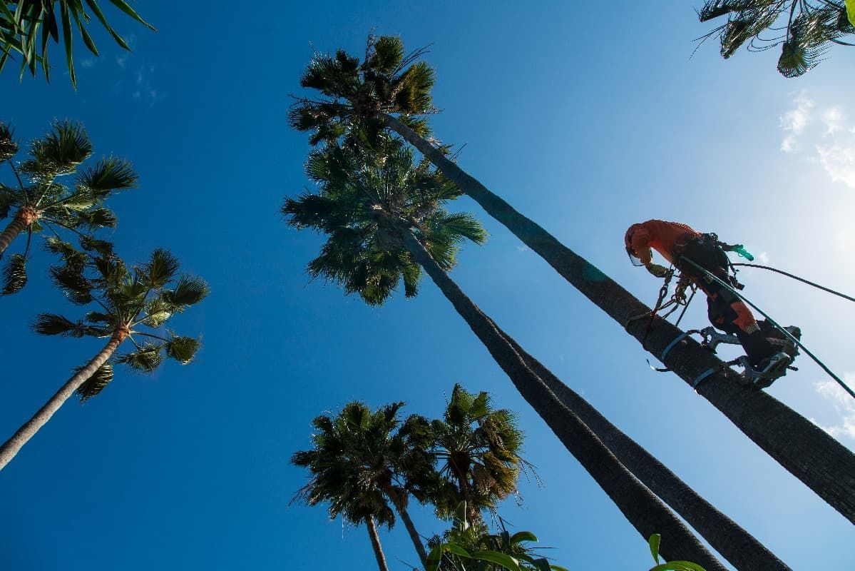 Un hombre está cortando una palmera con una motosierra.