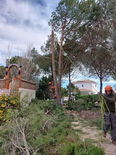 Un hombre está cortando un árbol con una motosierra en un parque.