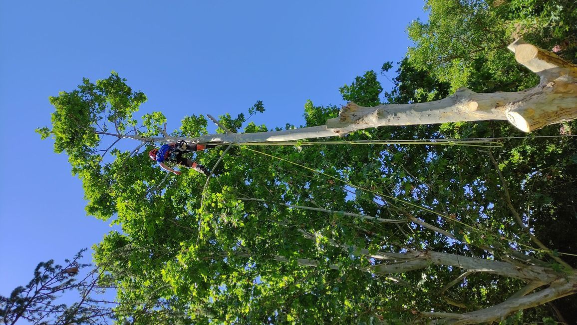 Un hombre está cortando un árbol con una motosierra.