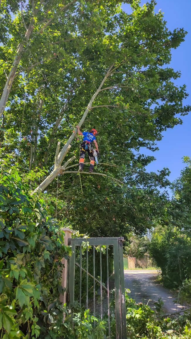 Un hombre está trepando a un árbol al lado de una puerta.