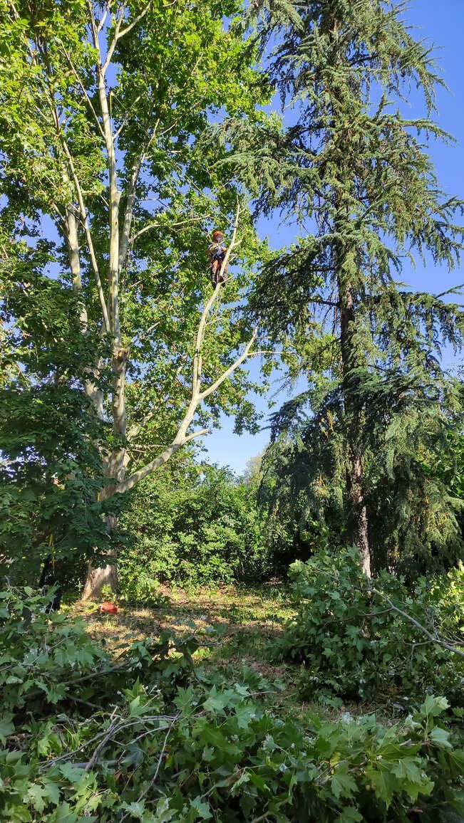 Un hombre está trepando a un árbol en un bosque.