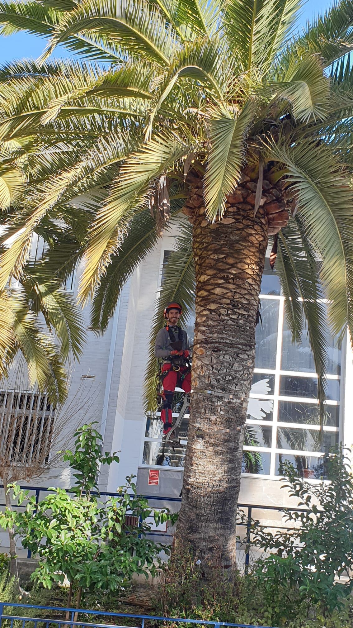 Un hombre está trepando una palmera frente a un edificio.