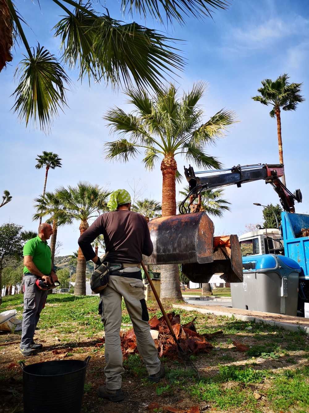 Dos hombres están trabajando en una palmera en un parque.