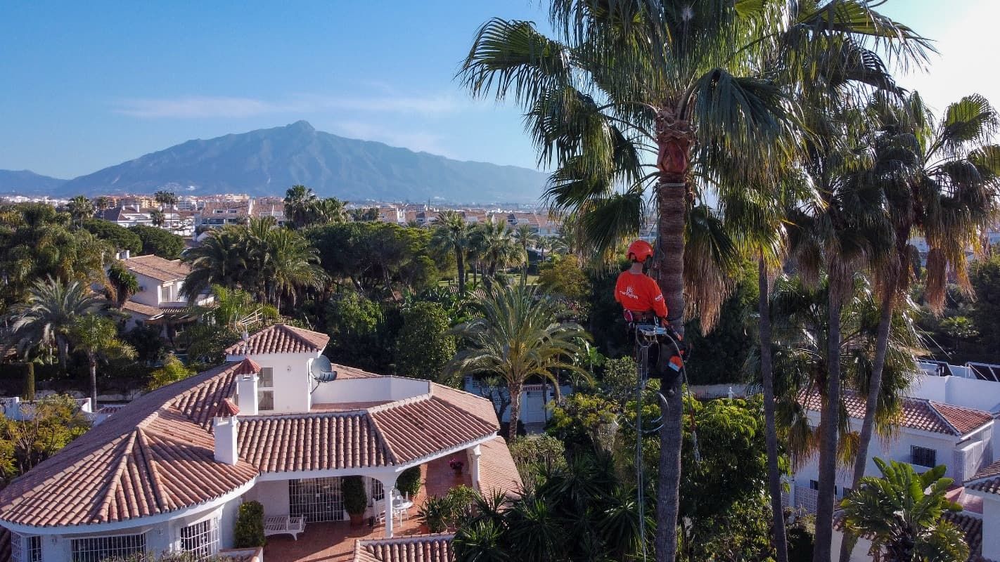 Un hombre está trepando una palmera frente a una casa.