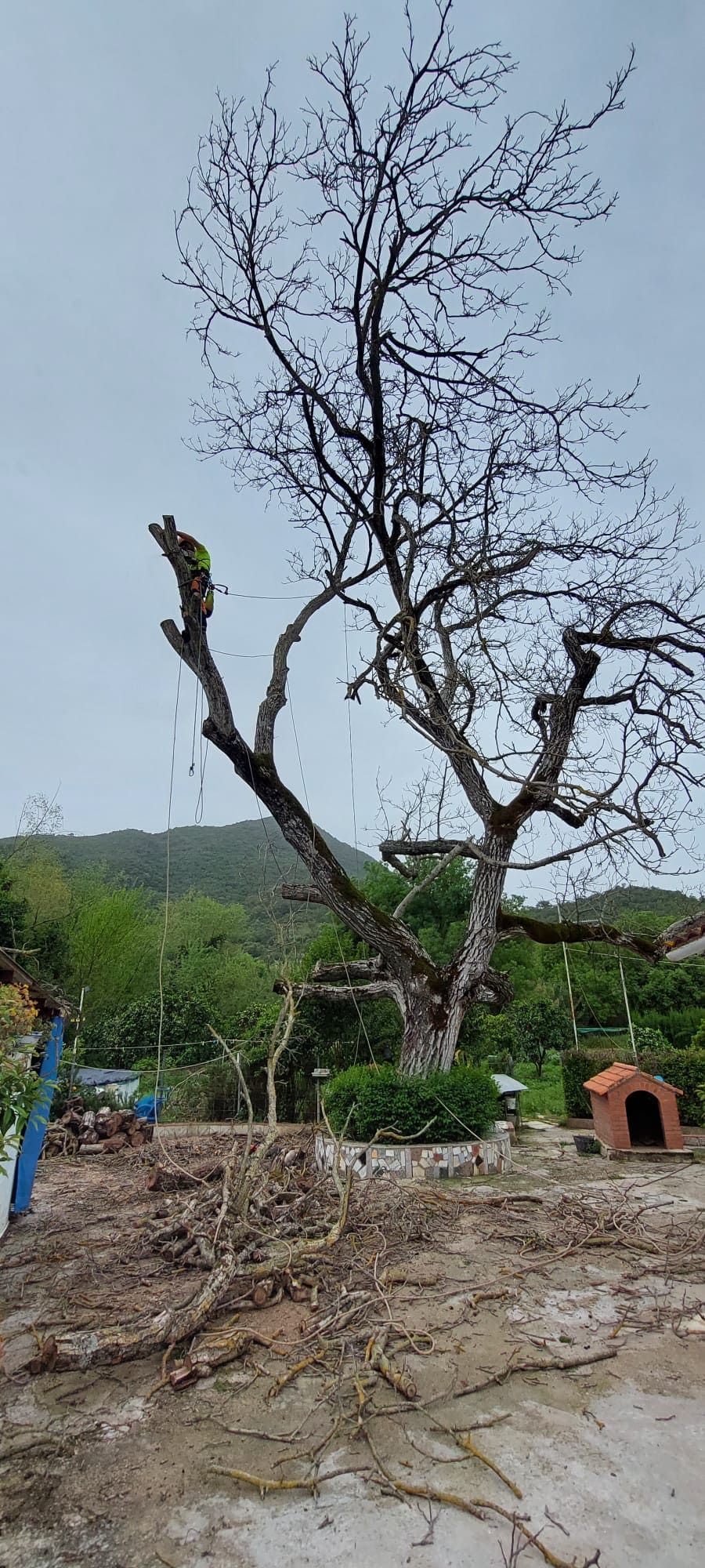 Un hombre está cortando un árbol en un patio.