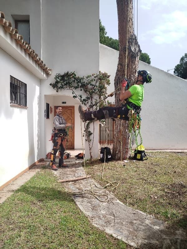 Un hombre está trepando un árbol frente a una casa.