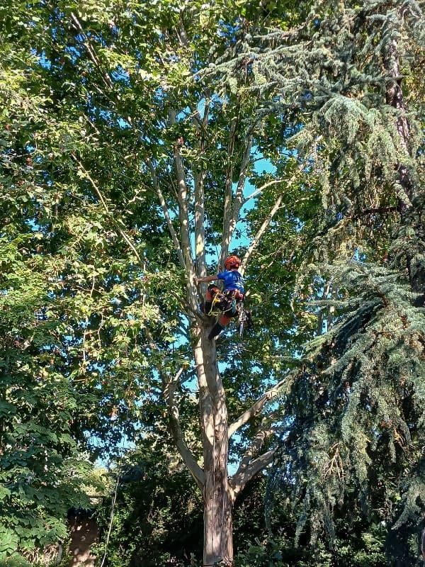 Un hombre está trepando un árbol con una motosierra.