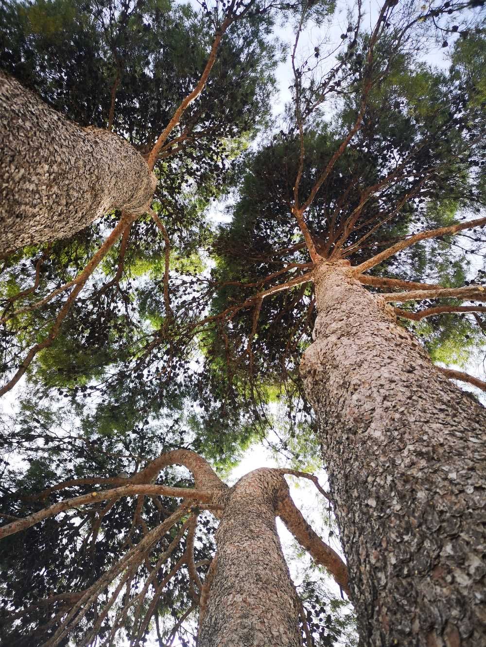 Mirando hacia un grupo de árboles altos.