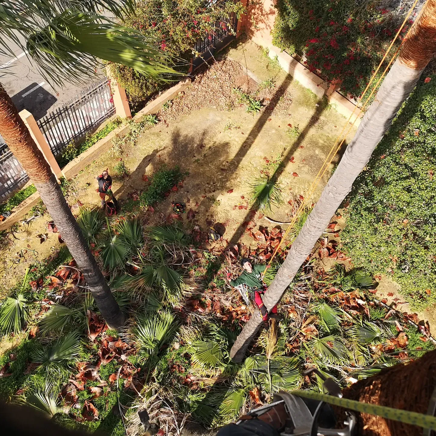 Una persona está cortando un árbol con una motosierra en un jardín.